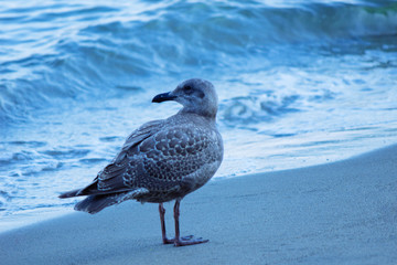 Shore Bird