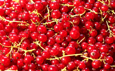 Background texture of fresh red currant berries. View from above, horizontal, close-up. The concept of healthy nutrition and agriculture.