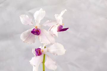 pink and white dendrobium orchids on white background