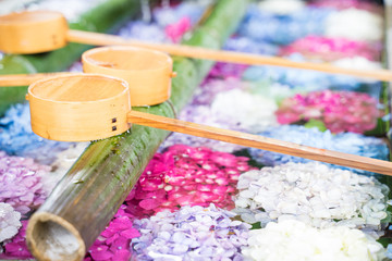 アジサイ 紫陽花　手水舎　Hand water house