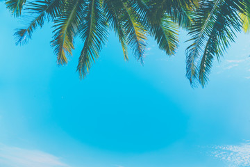 Fototapeta na wymiar Tropical palm leaf with bokeh blue sky and sun light background.
