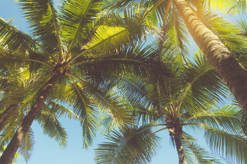 Fototapeta premium Tropical palm leaf with bokeh blue sky and sun light background.