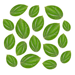 pepper leaf on white background