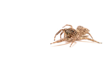jumping spider insect nature background 