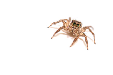 jumping spider insect nature background