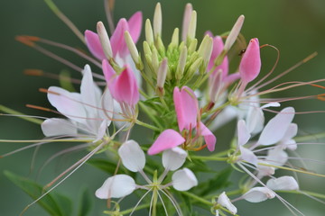 Obraz premium A beautiful flower