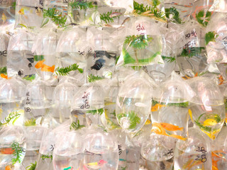People's Republic of China, Hong Kong Special Administrative Region   Mong Kok-Goldfish Street