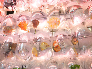 People's Republic of China, Hong Kong Special Administrative Region   Mong Kok-Goldfish Street