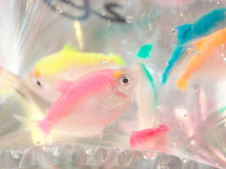 People's Republic of China, Hong Kong Special Administrative Region   Mong Kok-Goldfish Street