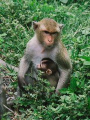 Obraz premium A family of monkeys sitting in the bush.