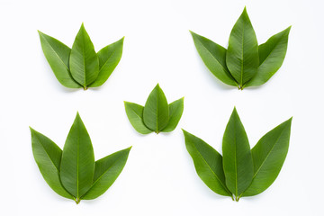 Green leaves  on white background.
