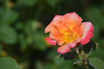 Thomasville rose garden 0259