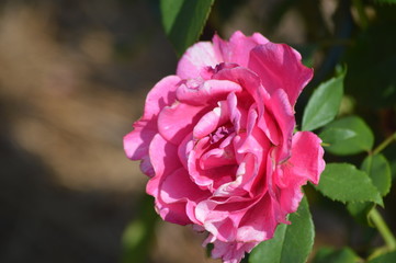Thomasville rose garden 0262