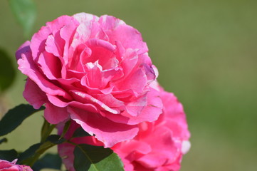 Thomasville rose garden 0263