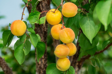 Very large ripe apricots on a tree branch in the garden. Maturing apricots on tree branch during summer time, fruit development. Concept of nature, organic food and gardening