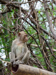 Naklejka na ściany i meble Monkeys sits on the tree