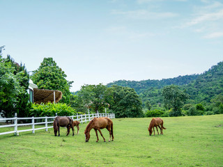 Fototapeta na wymiar Horse on lawn, grazing land for horses