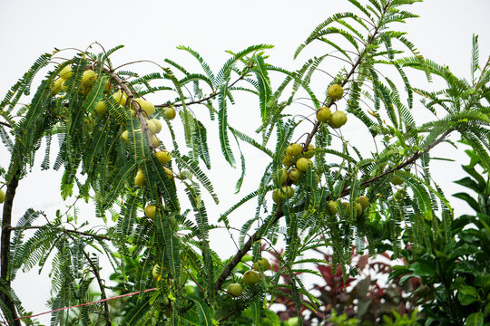 Phyllanthus emblica amla amloki healthy berry fruit herbal Tree