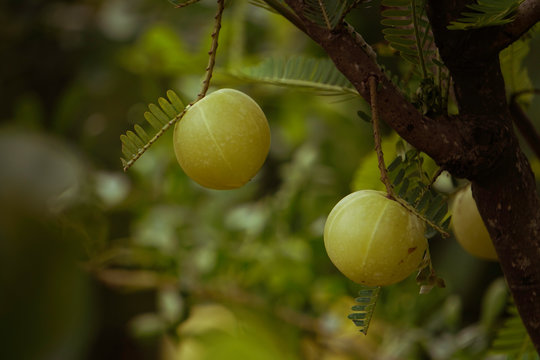 Phyllanthus emblica amla amloki healthy berry fruit herbal Tree