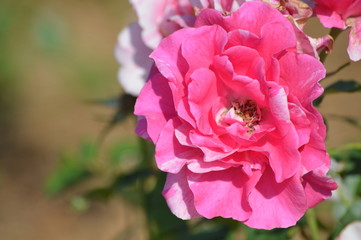 Thomasville rose garden 0266