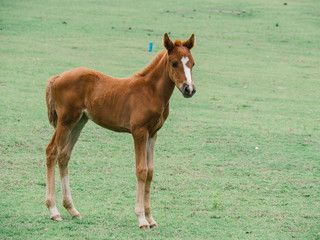 Horse on lawn, grazing land for horses, Foal