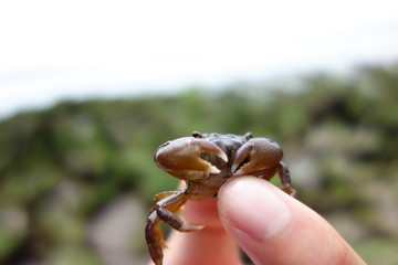手とカニと自然