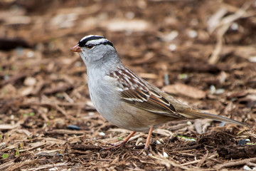 White-crowned sparrow forages in garden mulch