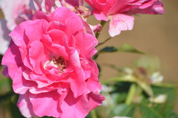 Thomasville rose garden 0267