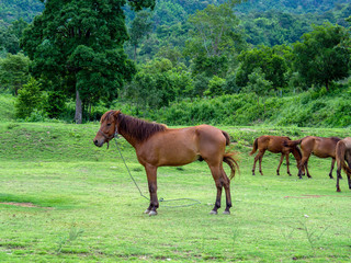 Obraz premium Horse on lawn, grazing land for horses