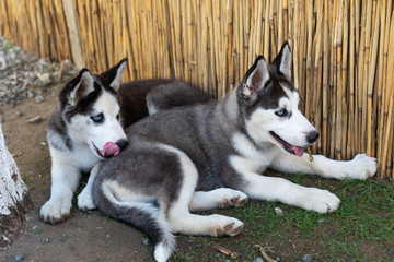 Two little husky dogs playing