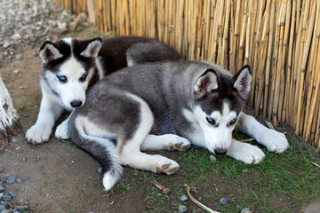 Two little husky dogs playing
