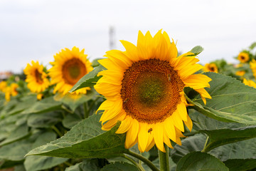 Sunflower field on a summer day