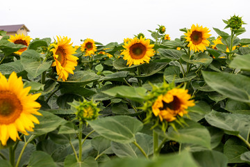 Sunflower field on a summer day