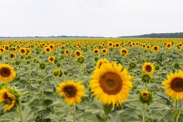 Obraz premium Sunflower field on a summer day