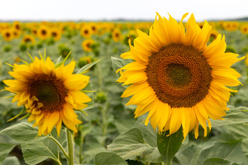 Fototapeta premium Sunflower field on a summer day