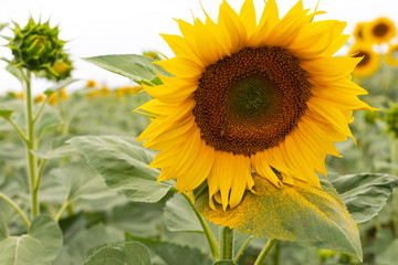 Sunflower field on a summer day
