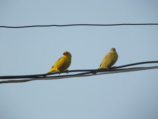 Couple of canaries