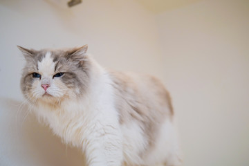 Lovely ragdoll cat portrait with beautiful colours and patterns