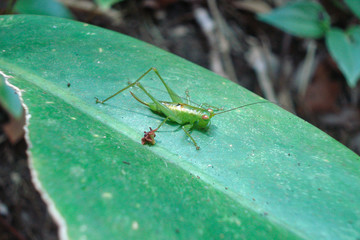 Green lobster on plant leaf in Brazil
