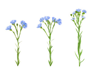 Fototapeta na wymiar flax flowers isolated on white