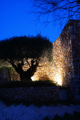 illuminated tree and wall at night