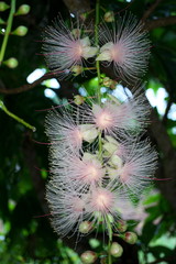 Miyako island, Japan - June 25, 2019: Barringtonia racemosa or powder-puff tree or Common putat or or Fish-Killer Tree or Sagaribana in Miyako island, Okinawa 