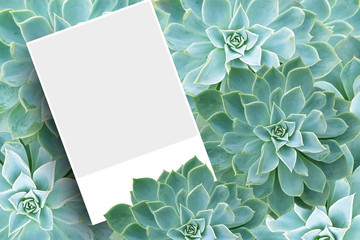 Blank postcard or brochure