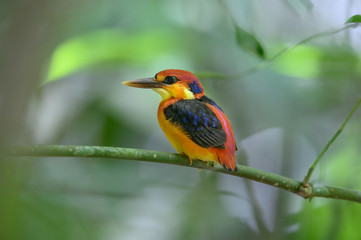 The cuteness of the little kingfisher ( Oriental Dwarf Kingfisher)