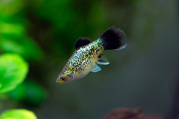 Xiphophorus maculatus - Platy
