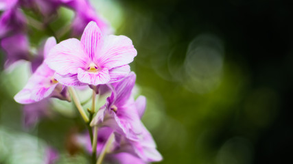 Fototapeta na wymiar Exquisite Elegance: Orchid Flower on Green Blur Bokeh Background