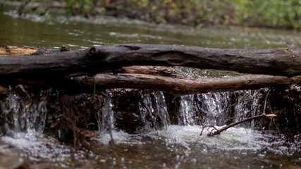 Forest mountain river in the Far East.