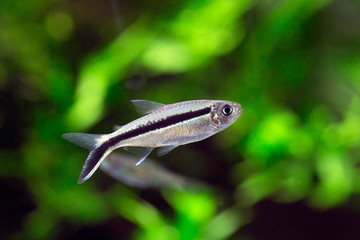 Thayeria boehlkei - Penguin Tetra