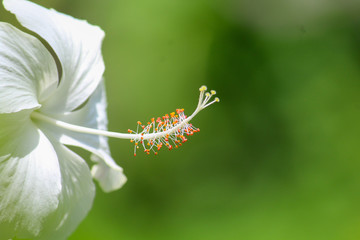 bee on flower