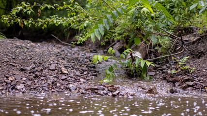 Forest mountain river in the Far East.